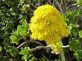 2014-0112-1230_Tree_Aeonium_Malaga_ 15C
